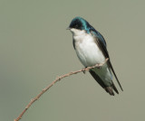 Tree Swallow, male