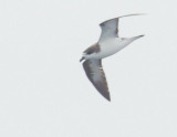 Hawaiian Petrel