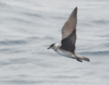 Long-tailed Jaeger, adult molting