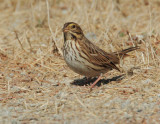 Savannah Sparrow