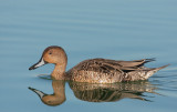 Northern Pintail, female