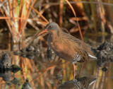 Virginia Rail