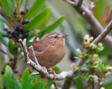 Pacific Wren