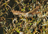 Common Cuckoo, flying