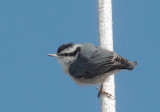 Red-breasted Nuthatch, female, ocean-going