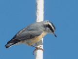Red-breasted Nuthatch, ocean-going