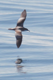 Birds -- Half Moon Bay pelagic, October 7, 2012