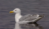 Glaucous-winged Gull, adult