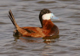 Ruddy Duck, male