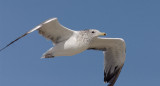 California Gull, third summer?