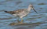 Greater Yellowlegs, breeding plumage