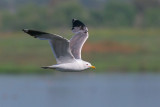 California Gull, flying