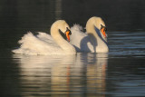 Mute Swans, males