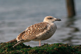 Great Black-backed Gull, first winter