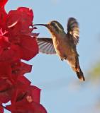 Xantus Hummingbird, female