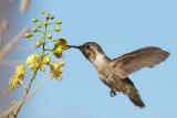 Costas Hummingbird, sub-adult male