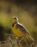 Western Meadowlark