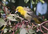 Bullocks Oriole, first summer male or adult female