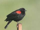 Red-winged Blackbird, bicolored male