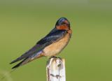 Barn Swallow