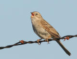 Brewers Sparrow, singing male