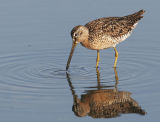 Short-billed Dowitcher