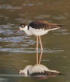 Black-necked Stilt, juvenile