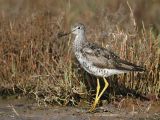 Greater Yellowlegs, molting