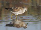 Lesser Yellowlegs, molting