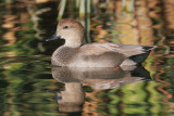 Gadwall, male