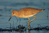 Willet