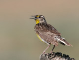 Western Meadowlark