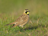 Horned Lark, male