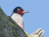 Lewiss Woodpecker