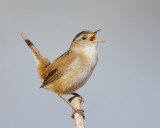 Marsh Wren, singing