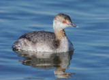Horned Grebe