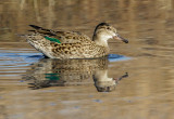 Green-winged Teal, female