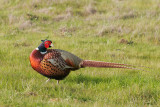 Ring-necked Pheasant, male