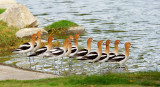 American Avocets, standing flock