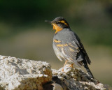 Varied Thrush