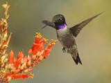 Black-chinned Hummingbird, male