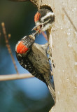 Nuttalls Woodpeckers, male feeding nestling