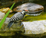 Nuttalls Woodpecker, juvenile