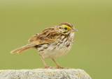 Savannah Sparrow, singing male