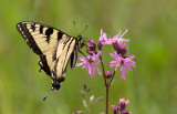 Papillon tigr du Canada - Papilio canadensis - Canadian Tiger Swallowtail