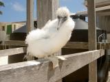Bb Fou  pieds rouges - Red-footed Booby Baby