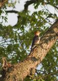 Red-Bellied Woodpecker