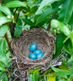 20090528 - Robins eggs in the orchard.jpg