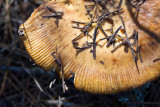_MG_2258.jpg