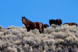 Wild Horses in the high desert